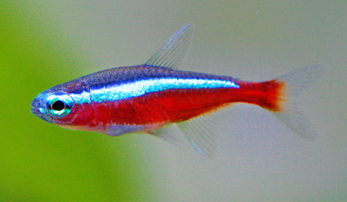 Salmler